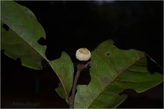 Uvaria lurida